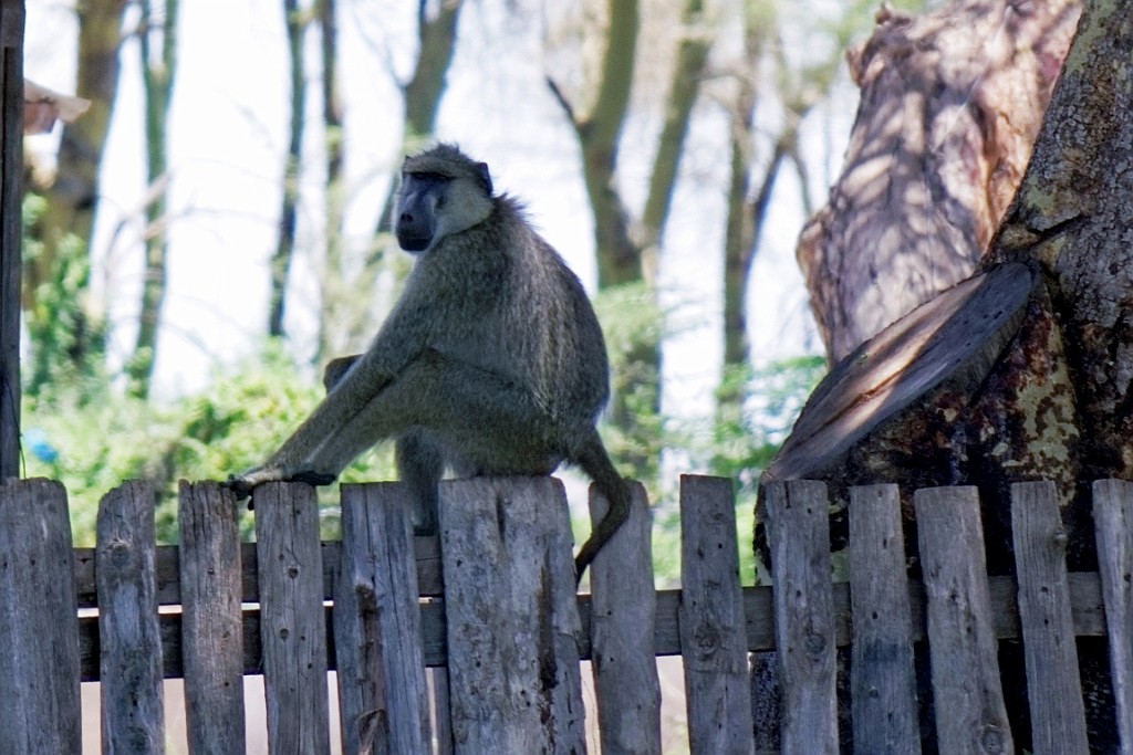 Kenia (186).jpg